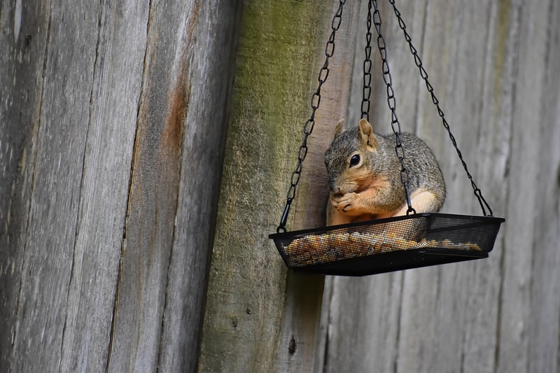 DIY Bird Feeder